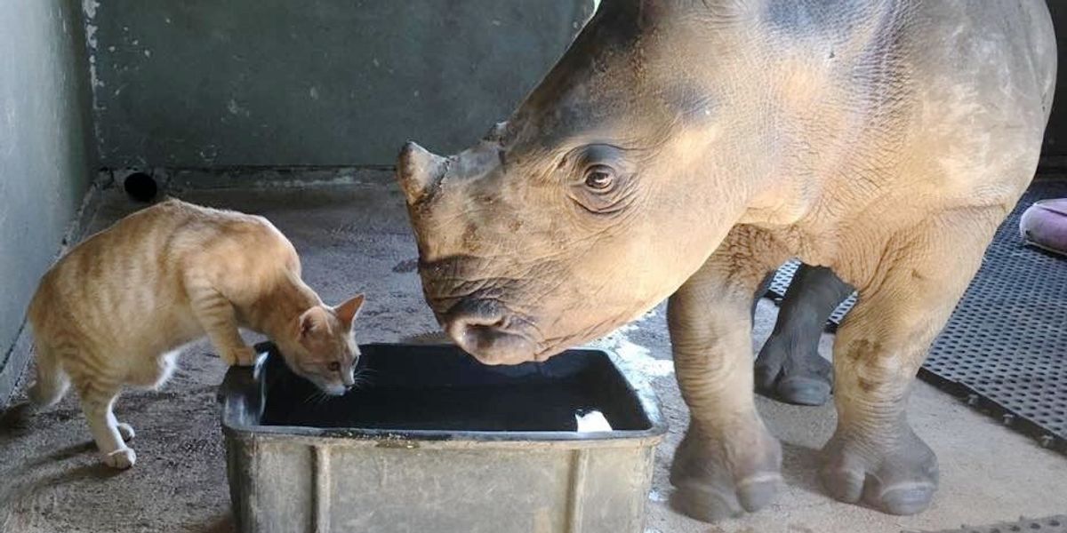 Rescued Cat Bonds with Orphaned Baby Rhino and Begin an Adorable
