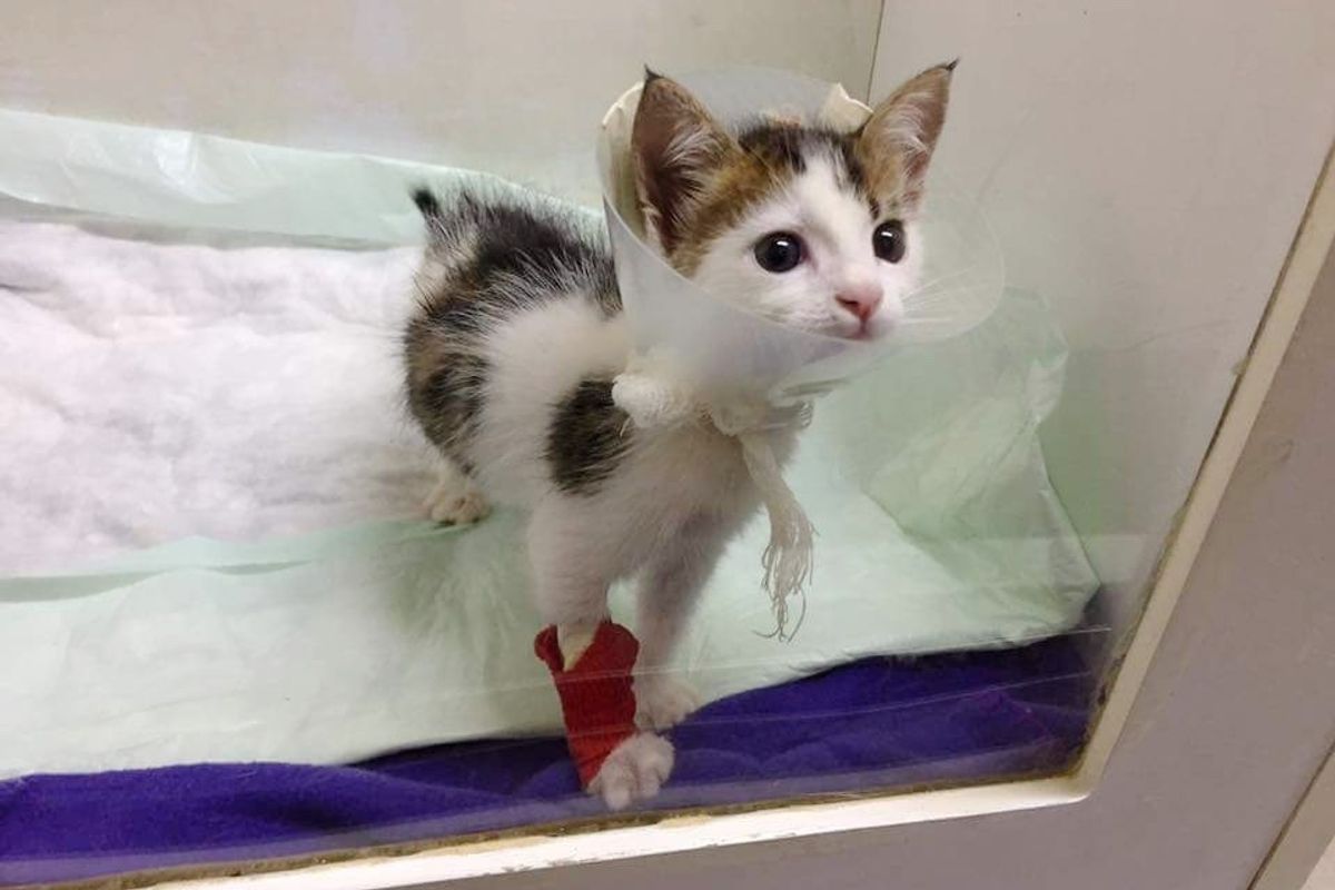 Woman Saves Orphaned Calico from Dumpster and is Surprised to Find Out What a Rare Gem He is...