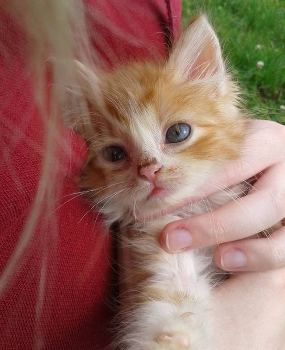 Tiny Ginger Kitten Found in Woods Without a Mom, Now Two Years Later. Love Meow