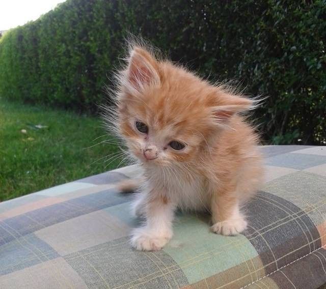 Tiny cheap ginger kitten