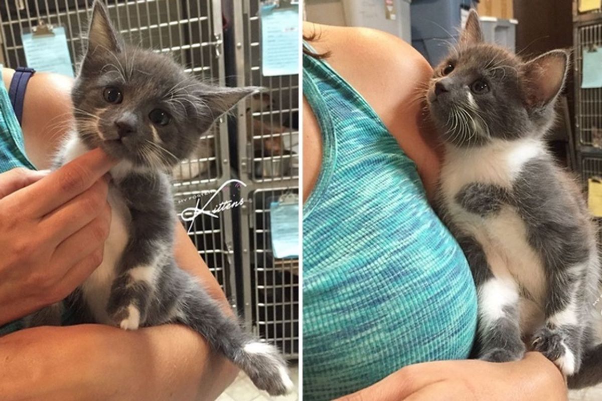 Rescued Kitty Begs to Leave Shelter, so They Find Her the Purrfect Friend to Be With...