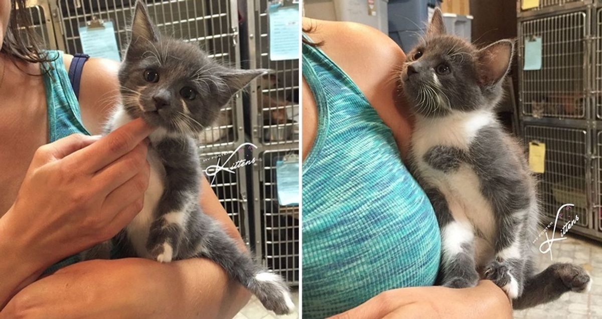 Rescued Kitty Begs to Leave Shelter, so They Find Her the Purrfect Friend to Be With...