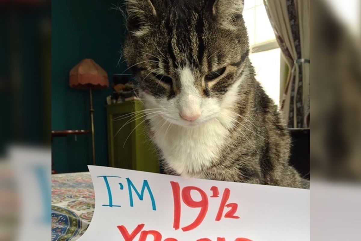 They Save Grandpa Cat from Shelter and Celebrate His Every Milestone...