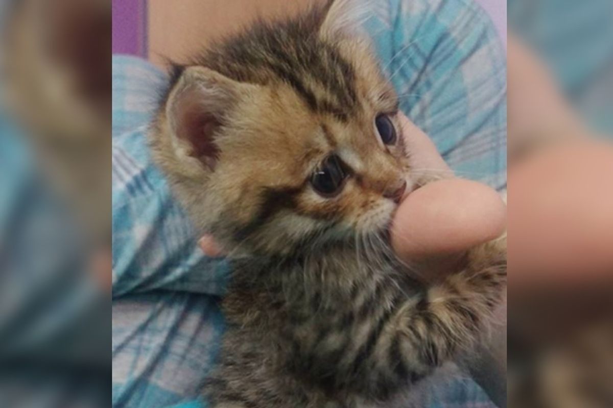 Orphaned Kitten Walked Up to Woman and Curled Up in Her Hands Begging for Love, Now Almost a Year Later...