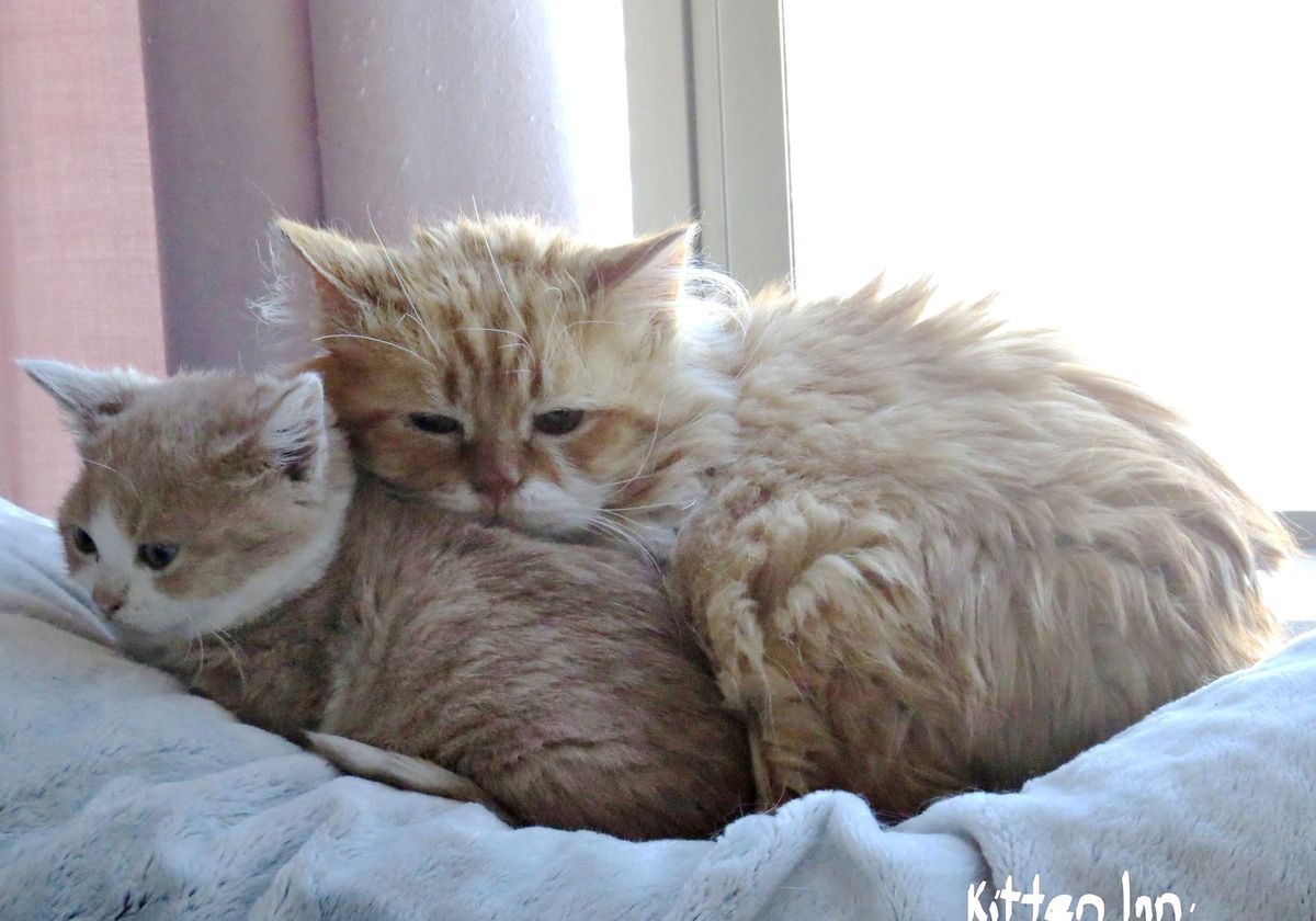 5-Year Old Cat, Size of a Tiny Kitten, Bonds with Rescue Kitten Who is Also a Dwarf...