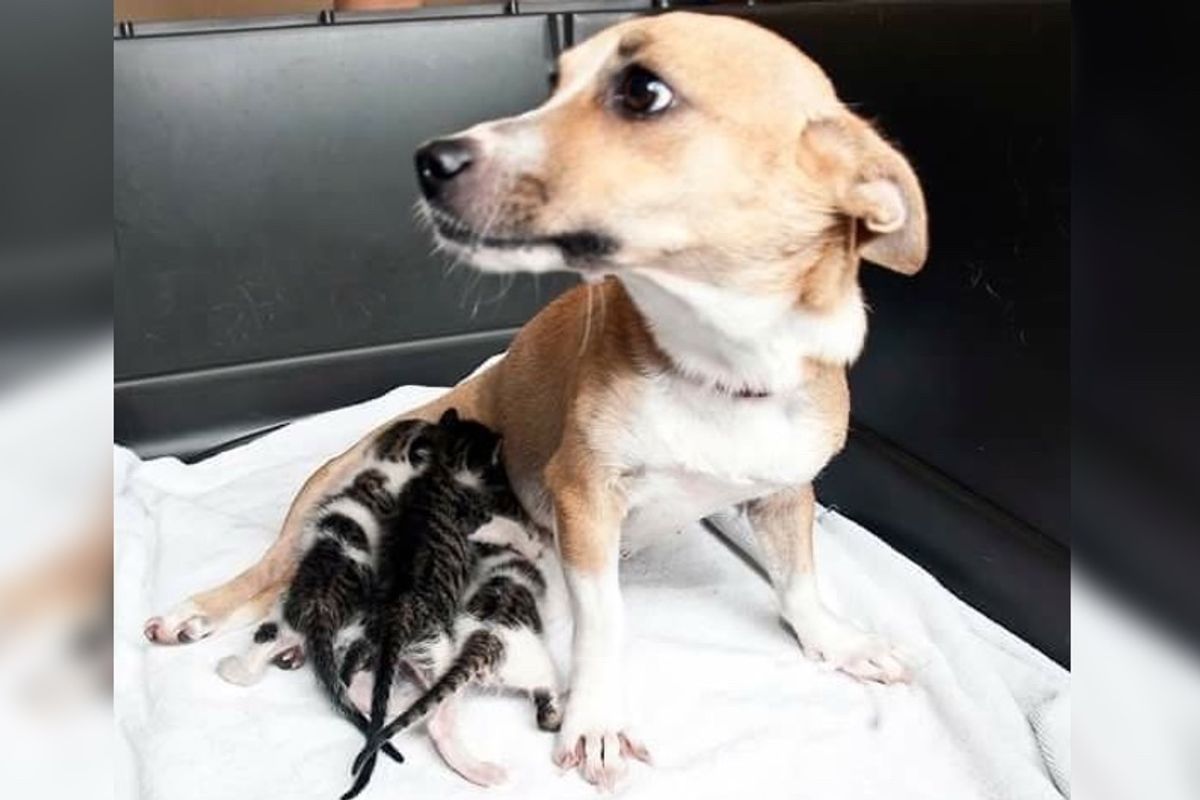 Motherless Kittens Bring Hope to Dog Who was Separated from Her Puppies...
