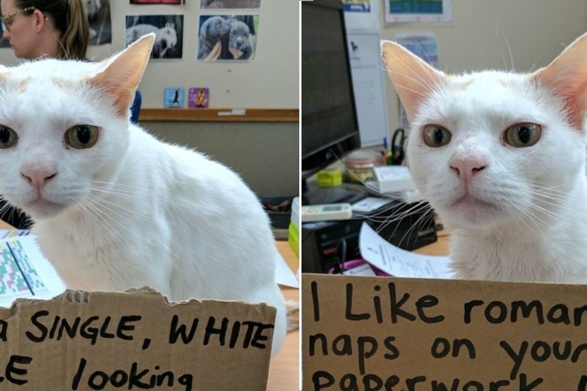 Shelter Tries to Find Home for Cat Who Has Been Waiting for Over 400 Days..