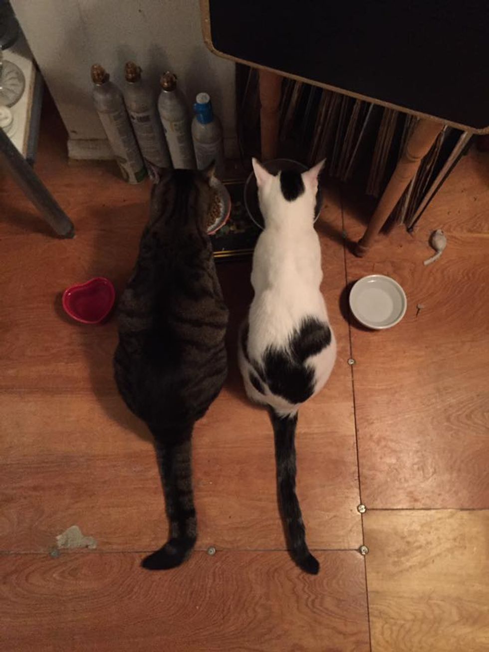 They Shut Down Subway to Save Stray Cat Trapped Underneath Tracks, Now