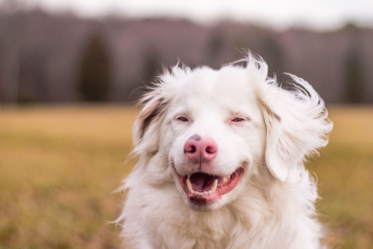Why Keller the Double Merle is melting hearts across America​