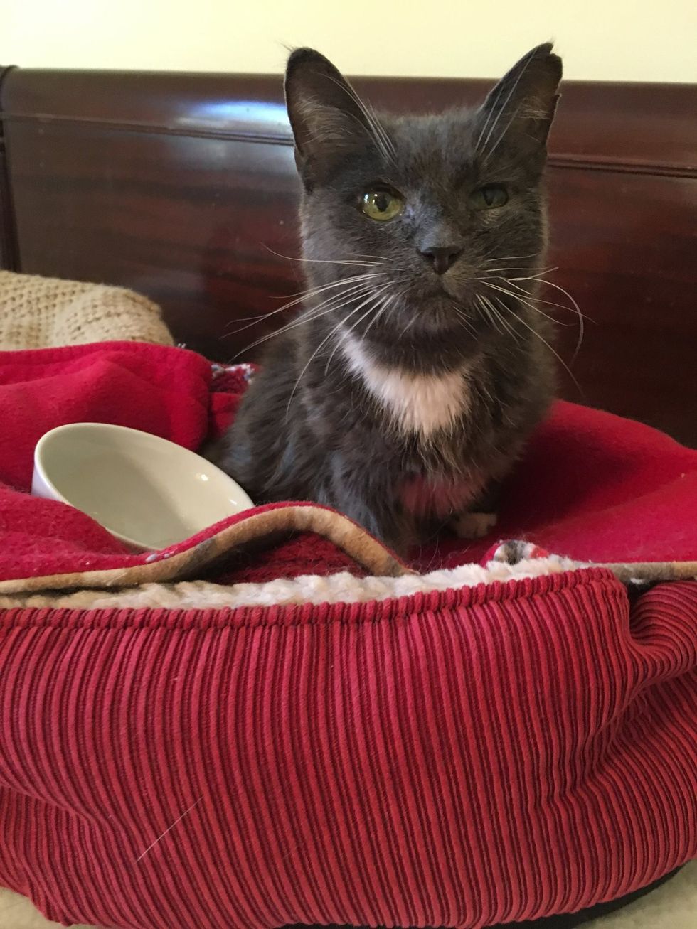 23yearold Cat Given Up to Shelter Is So Thankful to Be Loved Again