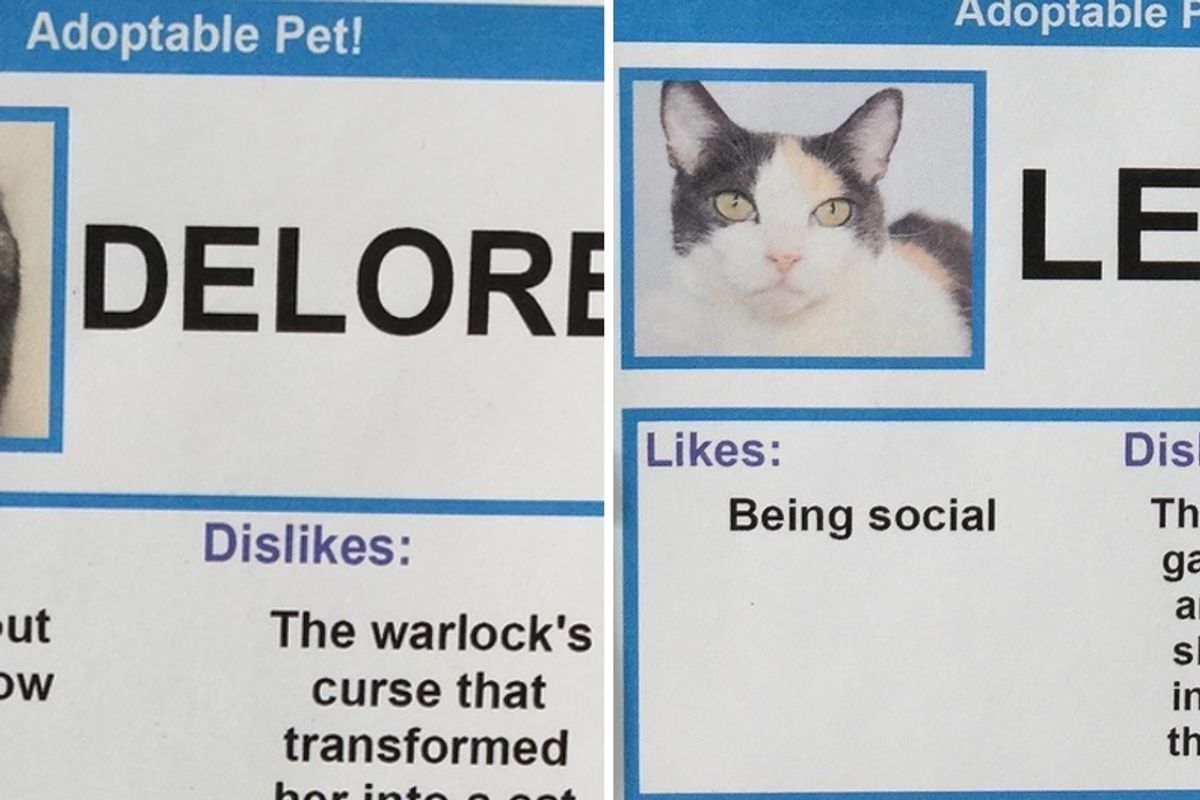 Man Gives These Shelter Cats Unusual 'Likes' And 'Dislikes' To Help Find Them Homes..