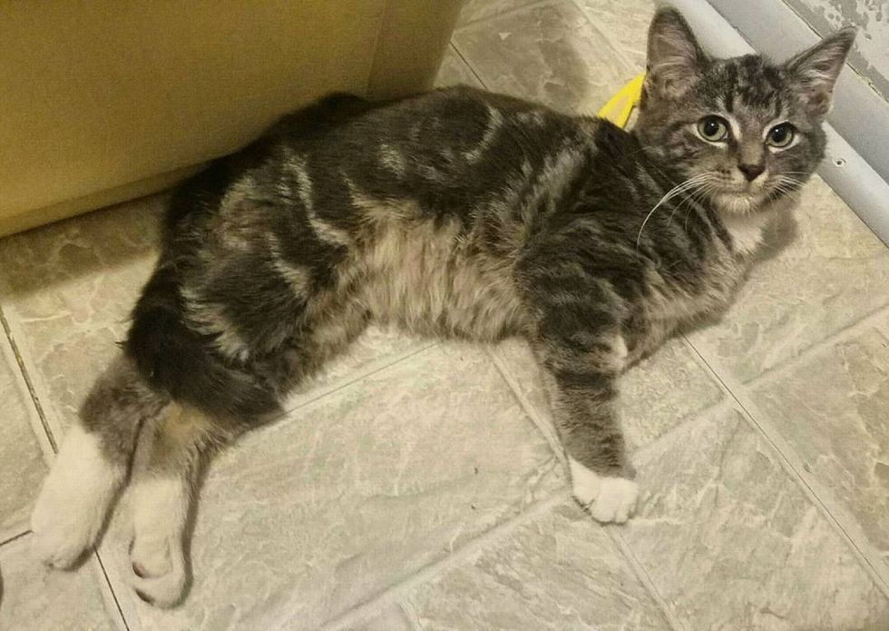 Kitten Found Hobbling on Street Meowing for Help - They Knew They Had