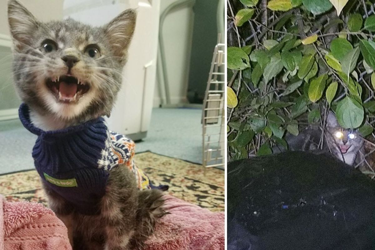 Kitten Found Hobbling on Street Meowing for Help - They Knew They Had to Save Him..