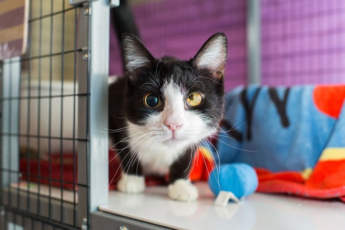 Stray Kitten Walks Up to Tire Shop Owner for Food - They Notice Just How Special He Is...