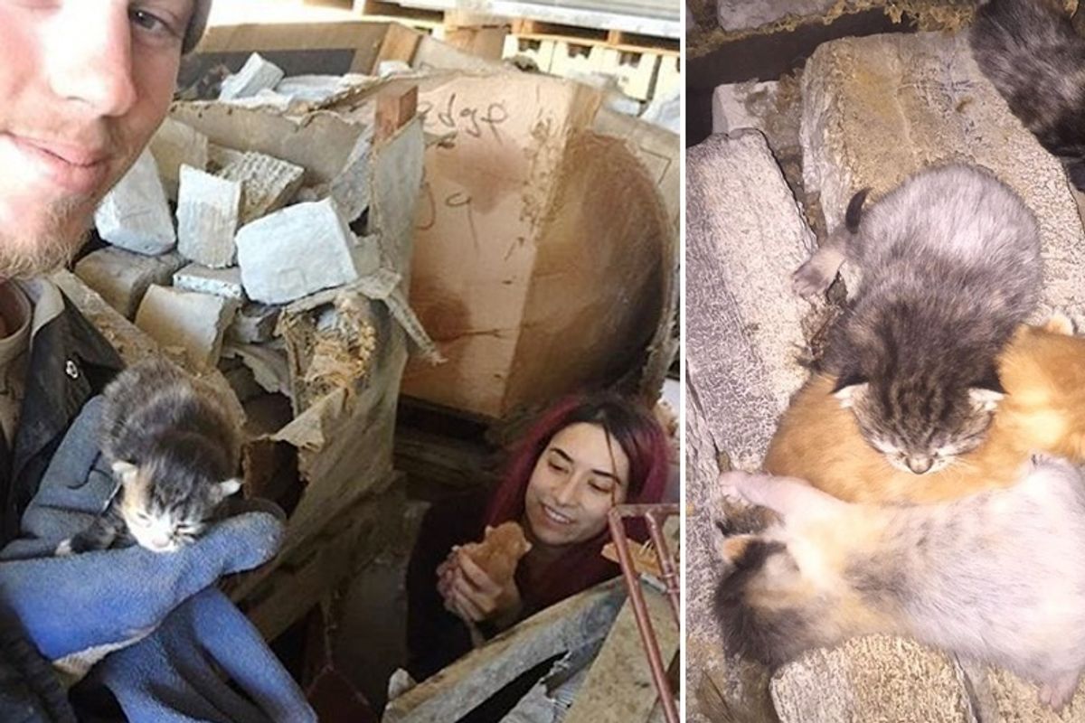 Rescuers Heard Kitten Cries from Brickyard and Surprised by What They Find in Stack of Pallets...