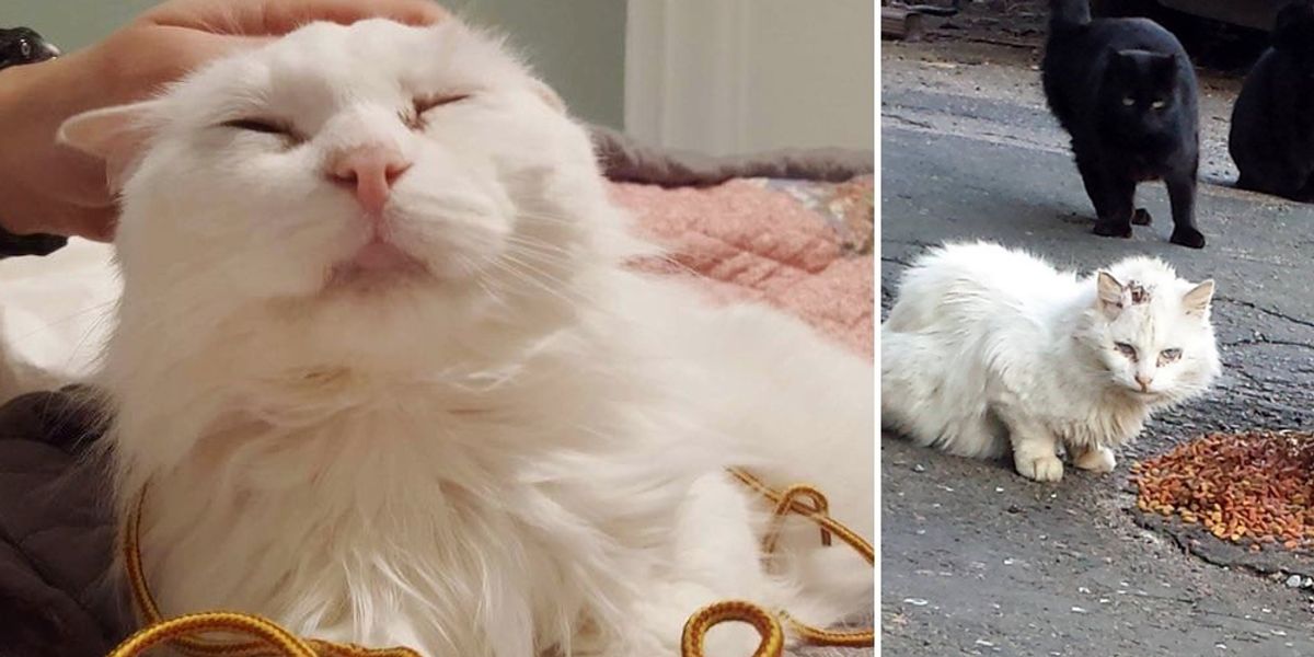 The kind family who have taken in 'unadoptable' stray Angry Cat
