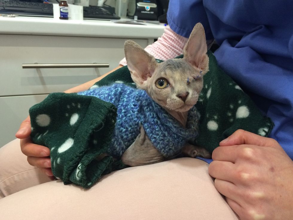 Hairless Kitten So Grateful To Be Saved She Can T Stop Cuddling Her New Family Love Meow