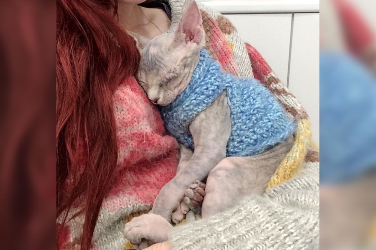 Hairless Kitten So Grateful to Be Saved, She Can't Stop Cuddling Her New Family..
