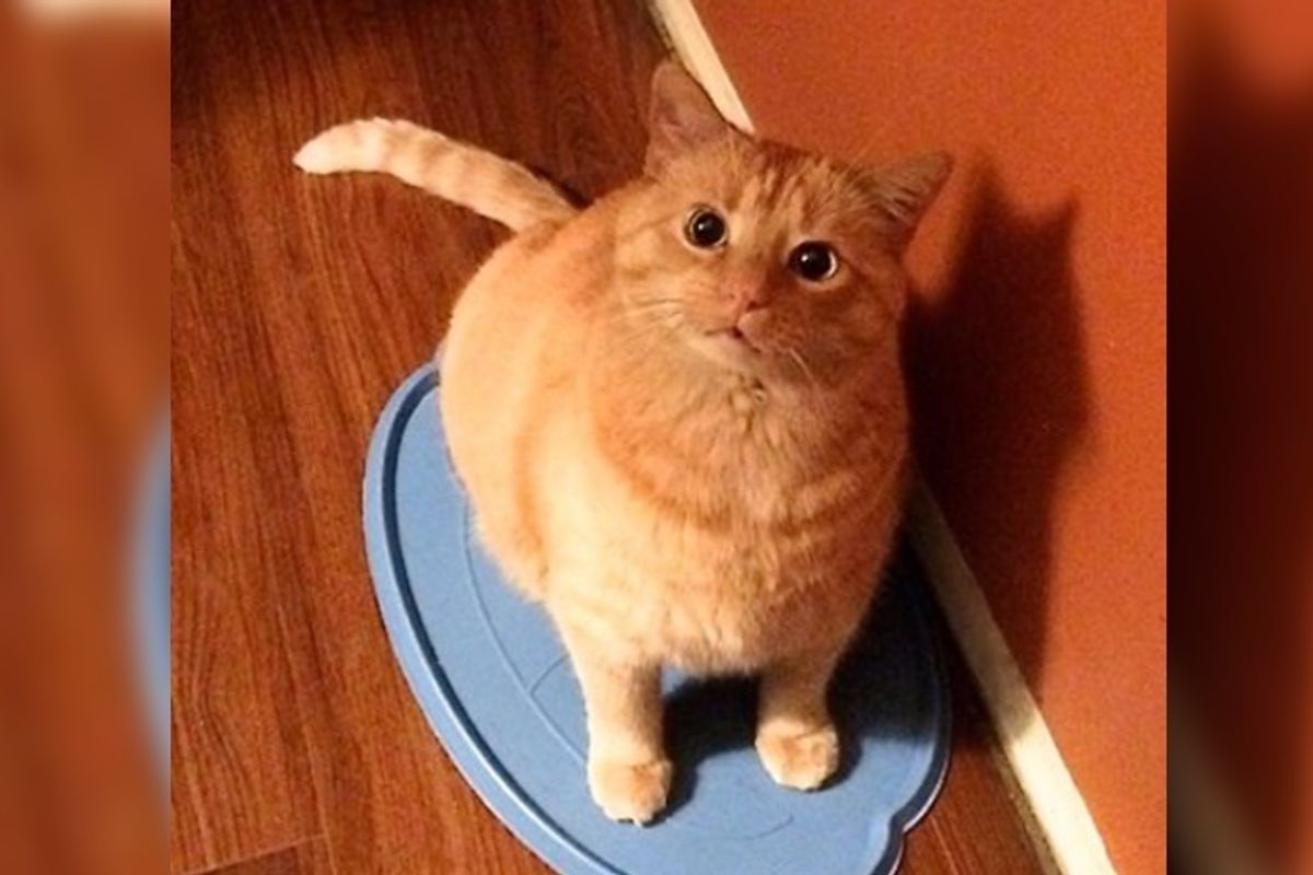 "Unwanted" Ginger Cat Shows Up on Doorstep Asking Family to Take Him in, Now Almost a Decade Later...