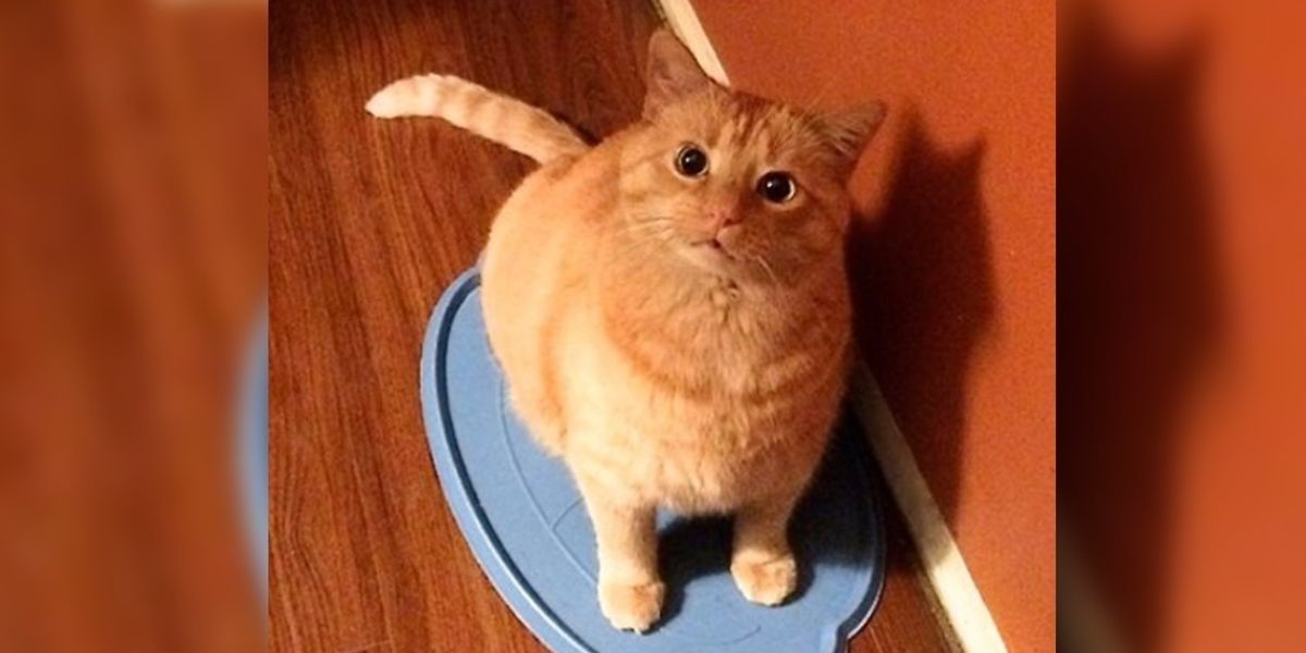 95 Photos Of Ginger Cats To Leave You Feline Good