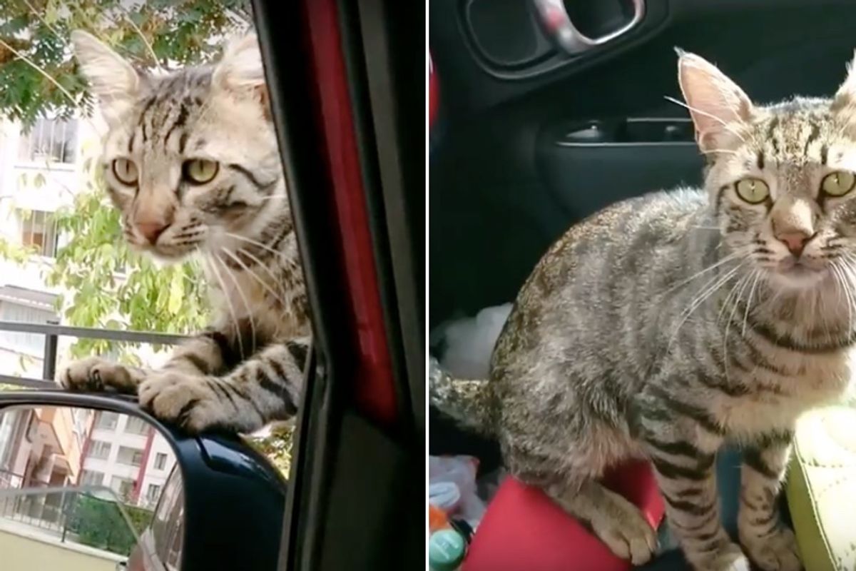Lonely Stray Cat Breaks into Rescuer's Car Asking to Be Adopted..