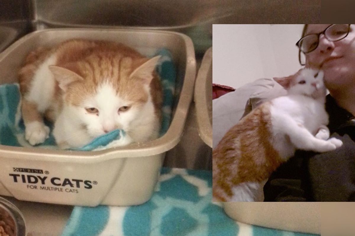 Kitten Too Scared to Leave Her Box at Shelter, Then a Month After Adoption..