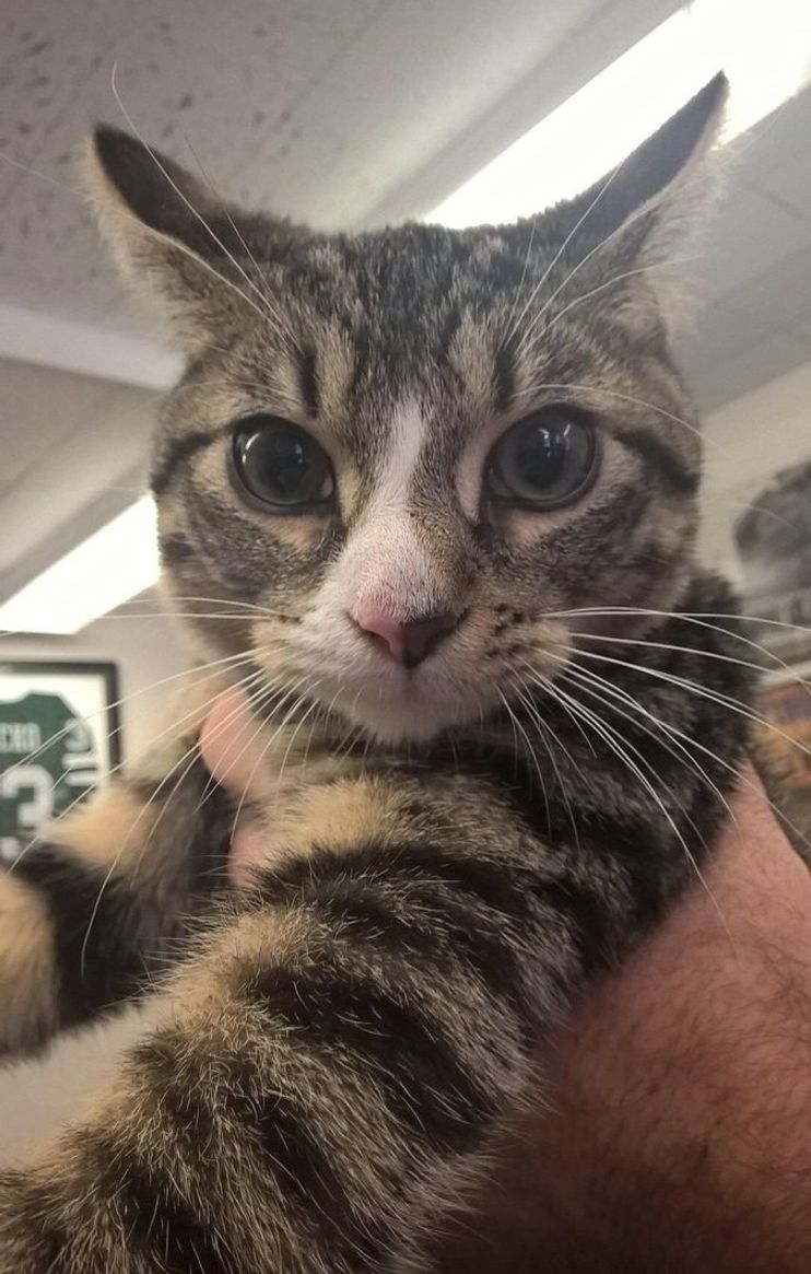 Affectionate Kitten Clings to Police Officer Video - Love Meow