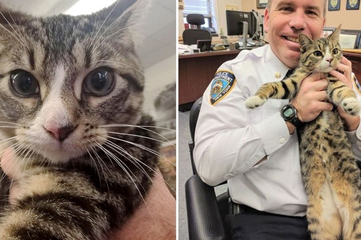 Cops Convince Boss to Adopt Abandoned Kitten They Saved...