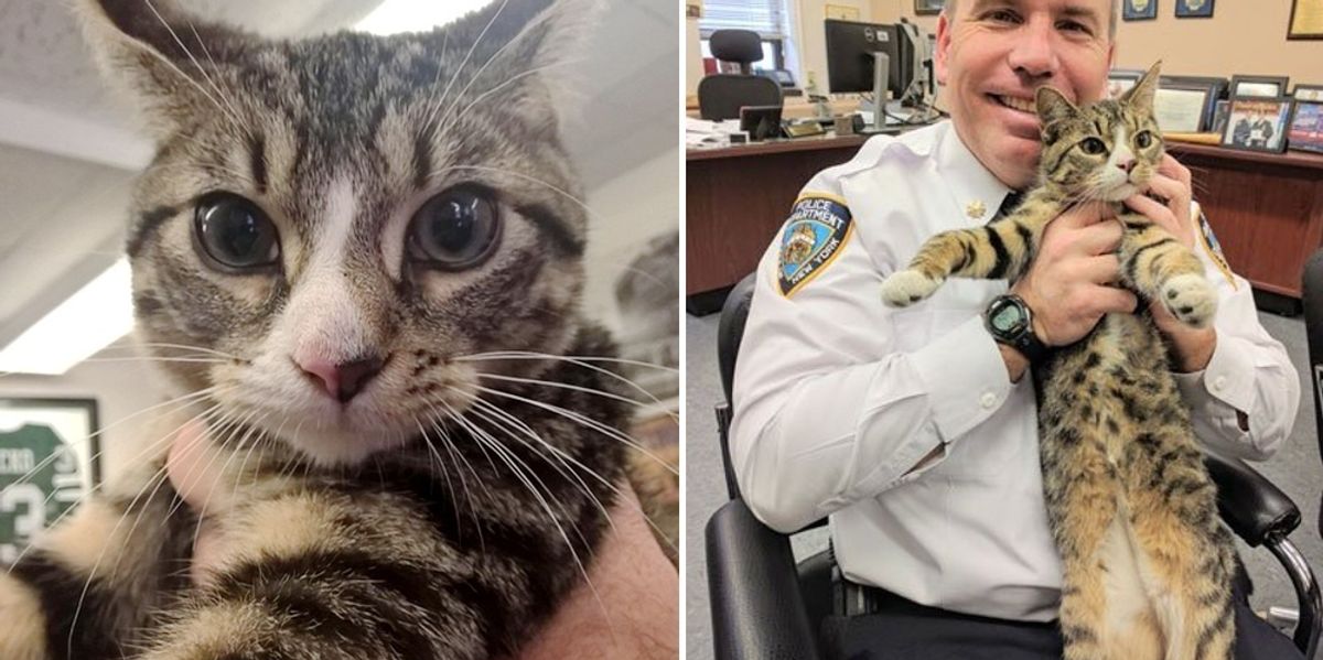 Kitty Cop: Police officer saves cat, gains feline partner