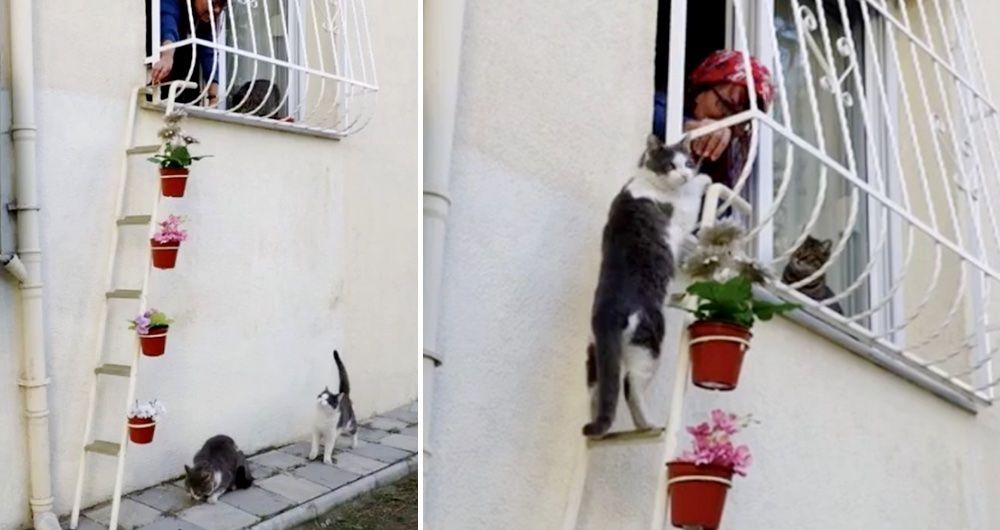 Cat shop ladder balcony