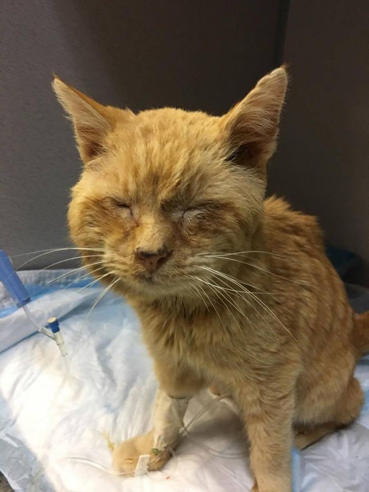 ĐQ."Celebrating a Miraculous Rescue Elderly Cat, Near Death, Emerges