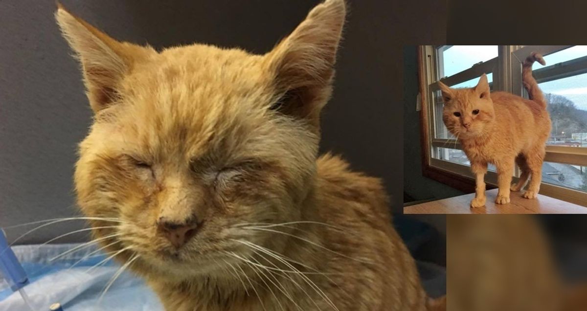 Elderly Stray Cat Can’t Stop Chirping with Joy After Being Saved From the Brink Half Frozen...