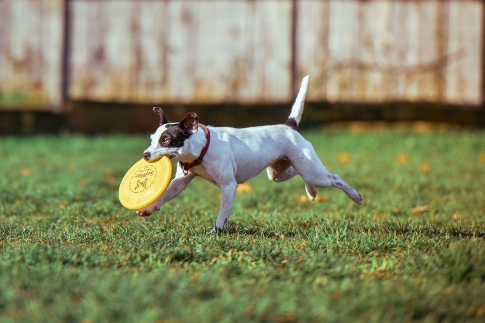 The best springtime dog runs in NYC