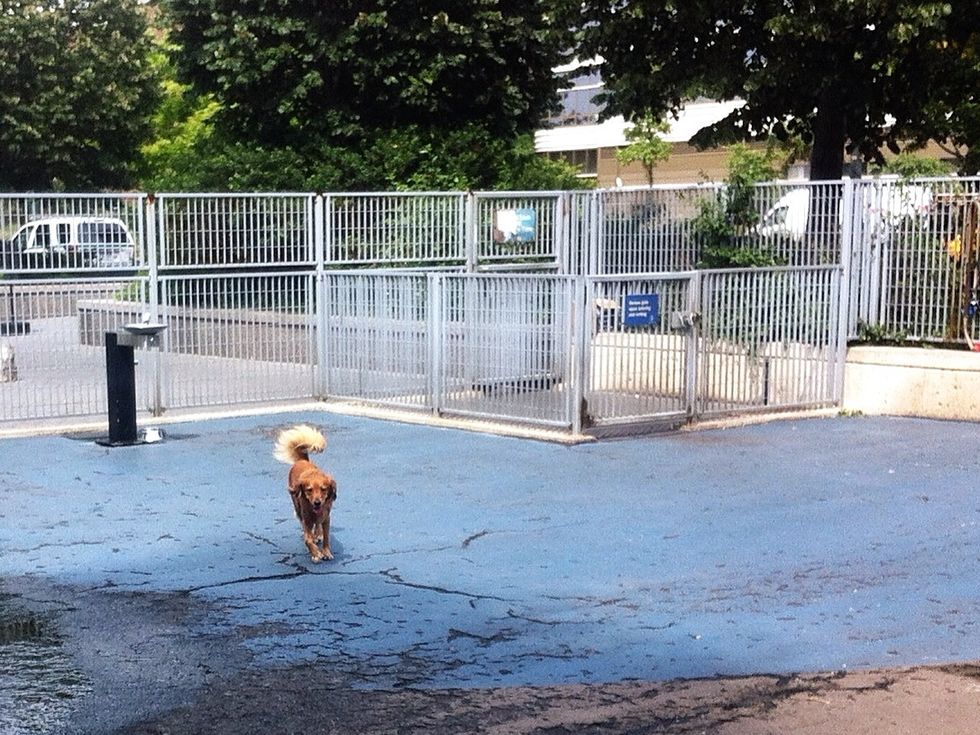 NYC dog runs and parks Topdust