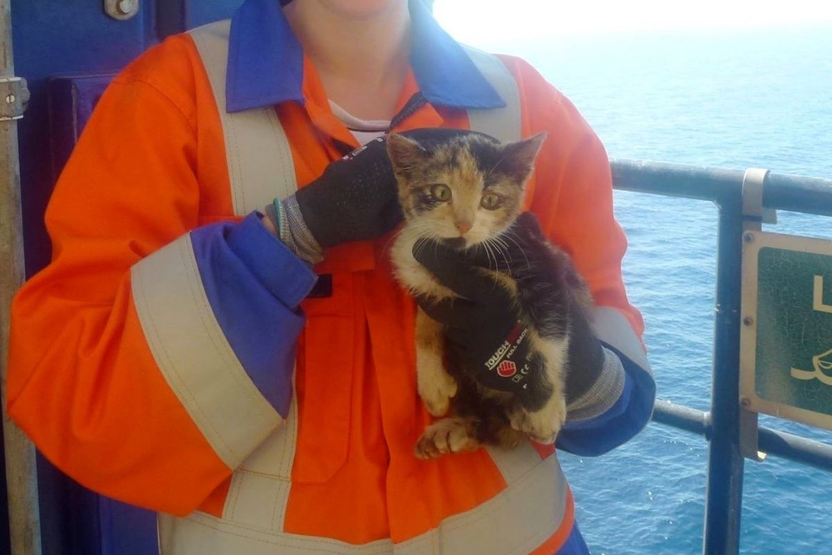 Stowaway Kitten Surprises Workers When She's Found On an Offshore Oil Rig...