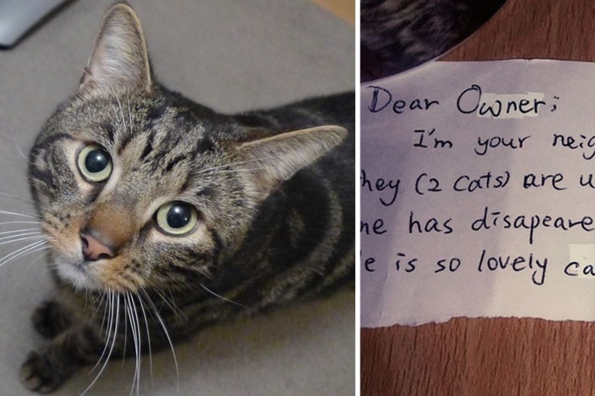 Couple Mourning Their Cat Find a Note from a Stranger Whose Life was Touched by Their Cat…