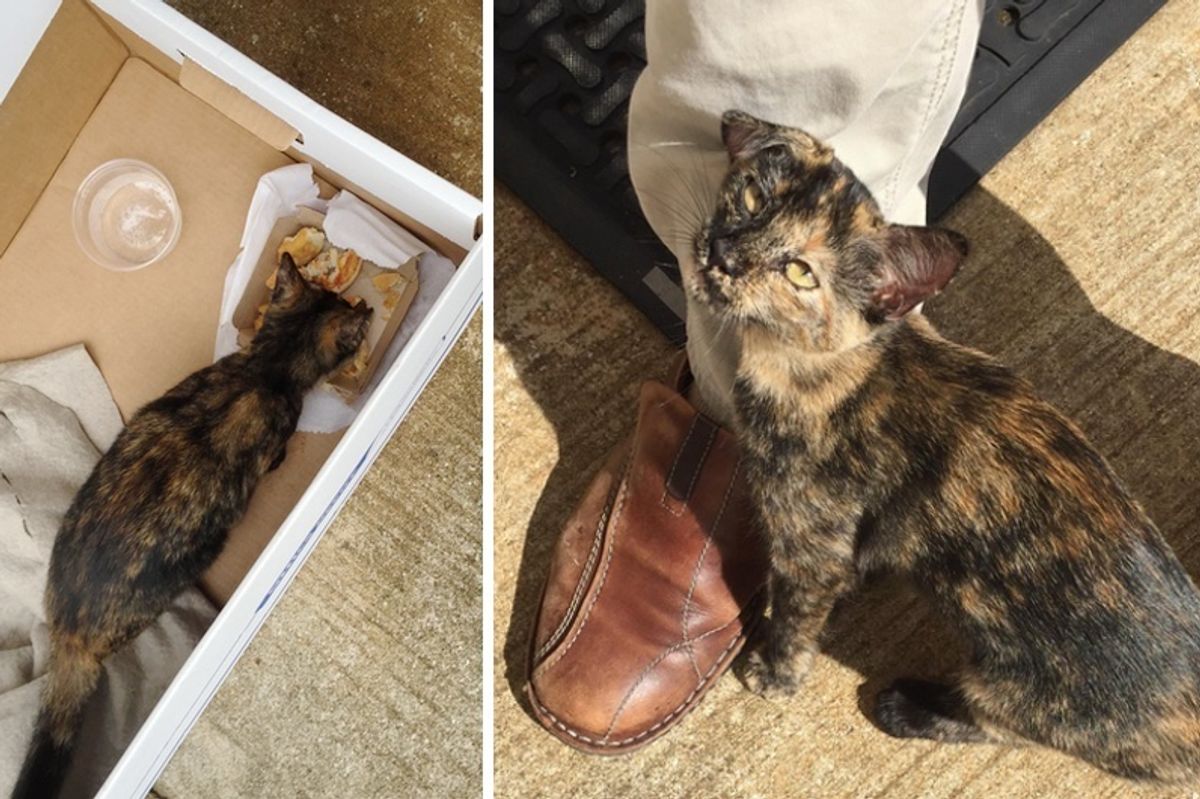 Stray Kitten Found Next to a Box and Leftover Burger Wouldn't Let Man Go without Her...