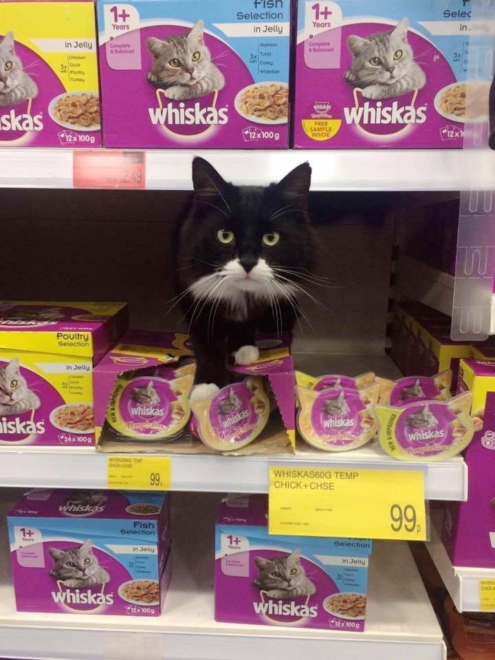 b&m whiskas