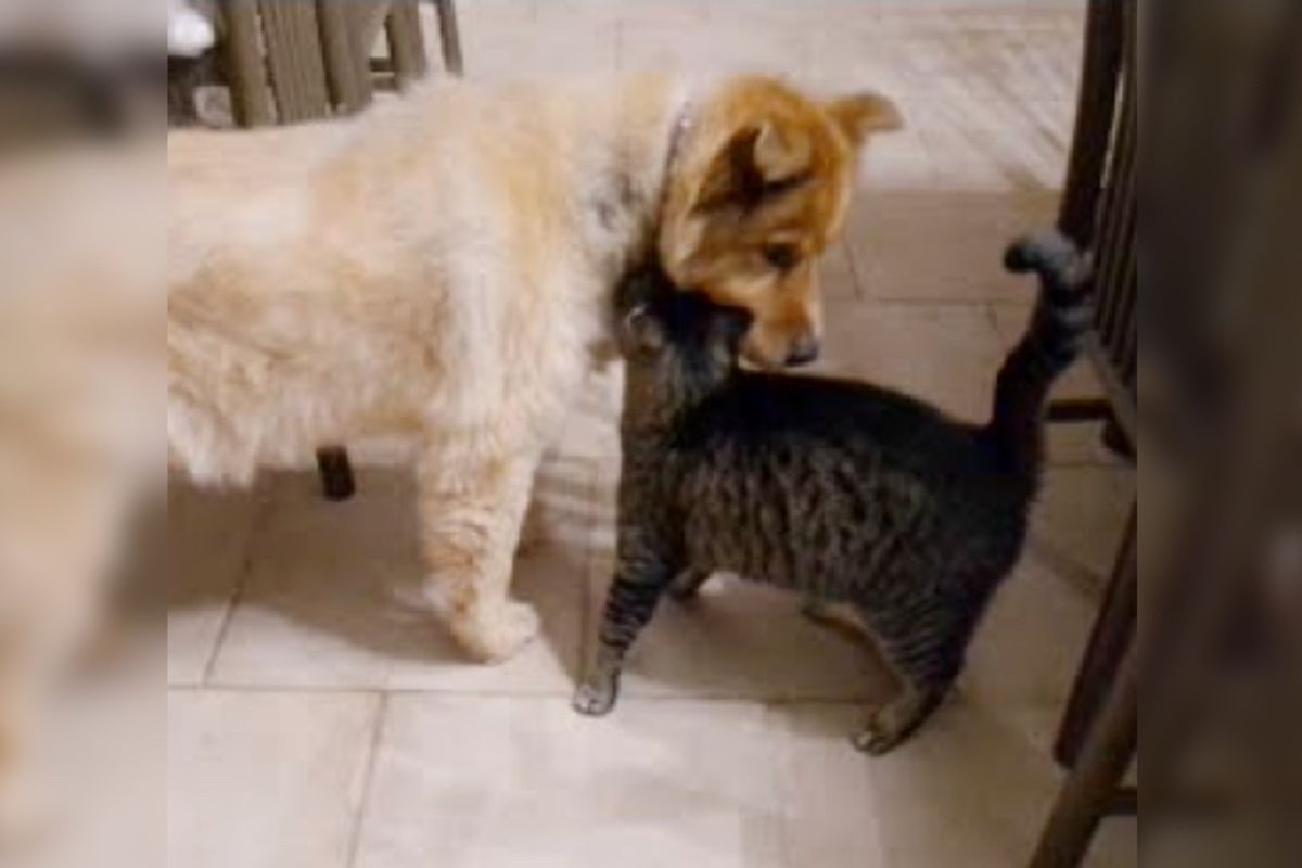 Cat Missed His Best Friend, Blind Dog, Every Day, Until She Came Back a Month Later...