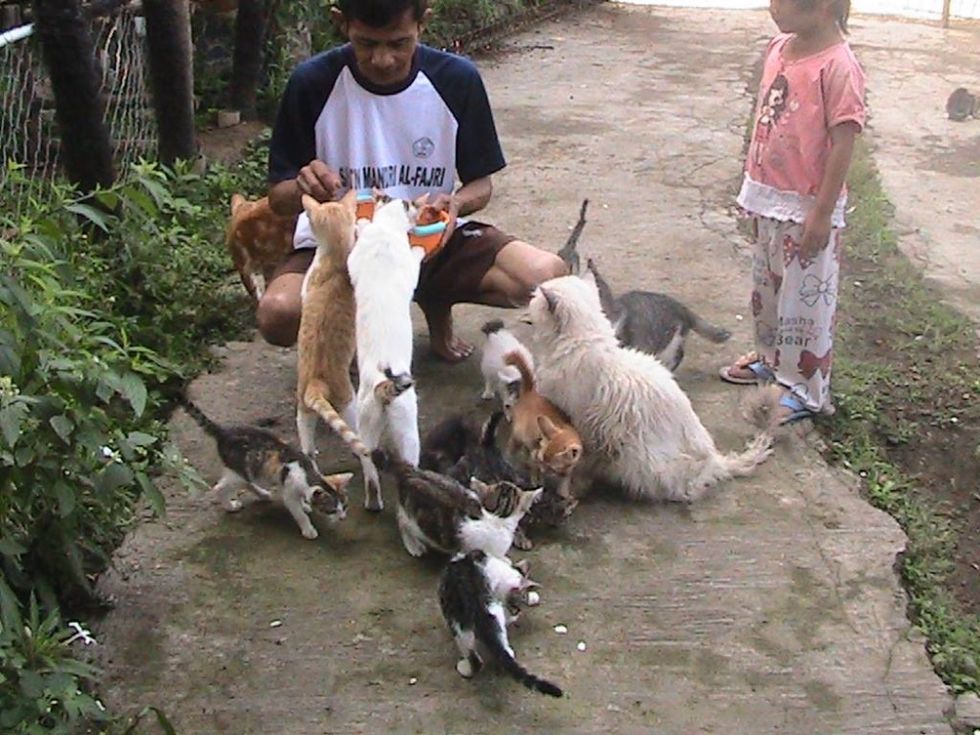 Man Saves Every Stray Cat He Finds in His Village and Turns Their Lives ...