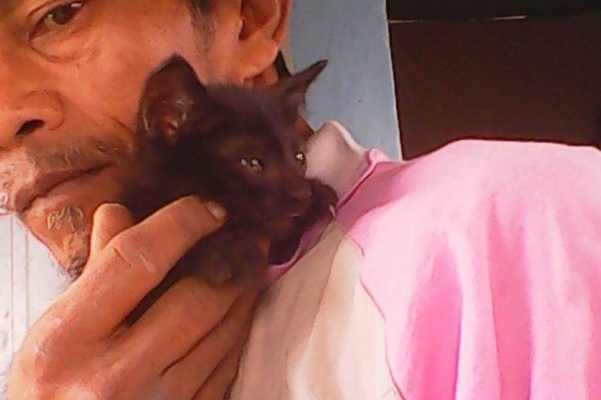Man Saves Every Stray Cat He Finds in His Village and Turns Their Lives Around...