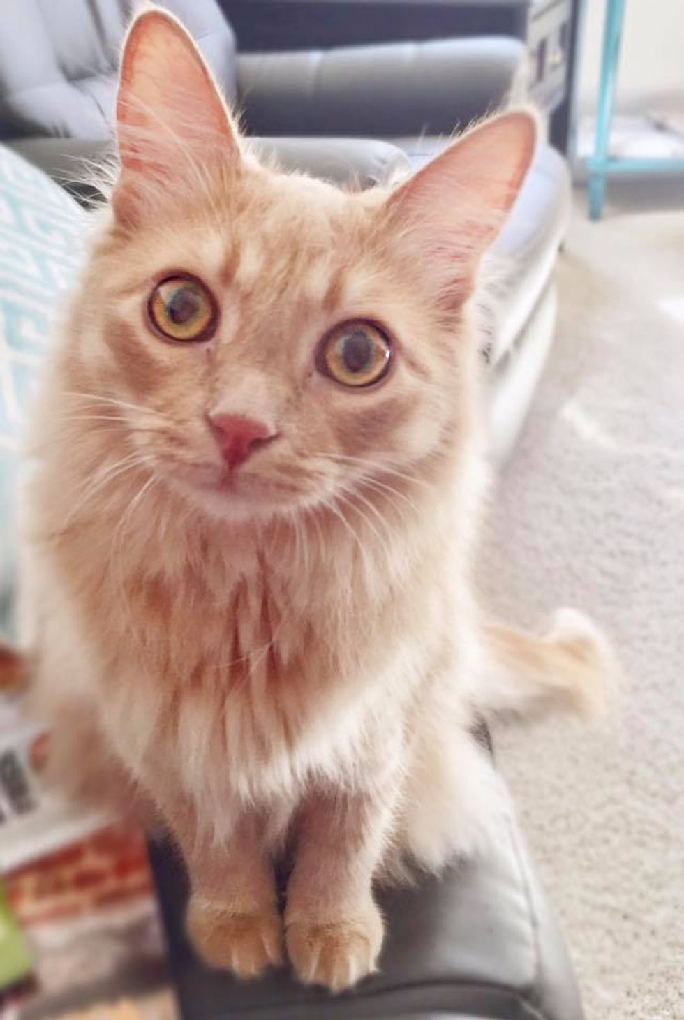 Kitten With Missing Foot Tells His Rescuers in Raspy Meow How Thankful