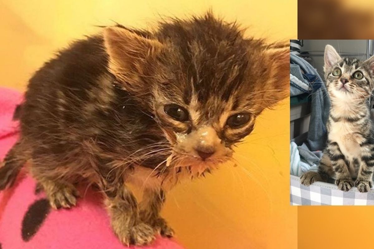 Kitten Found Huddling with Siblings Amongst Garbage Survives on Sheer Will, 10 Months After Rescue...