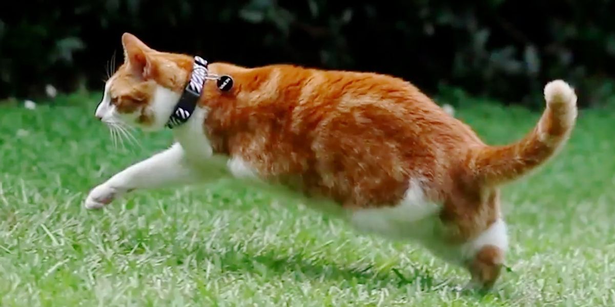 Cat Who Lost Two Left Legs Will Amaze You With What He Can Do.. Love Meow