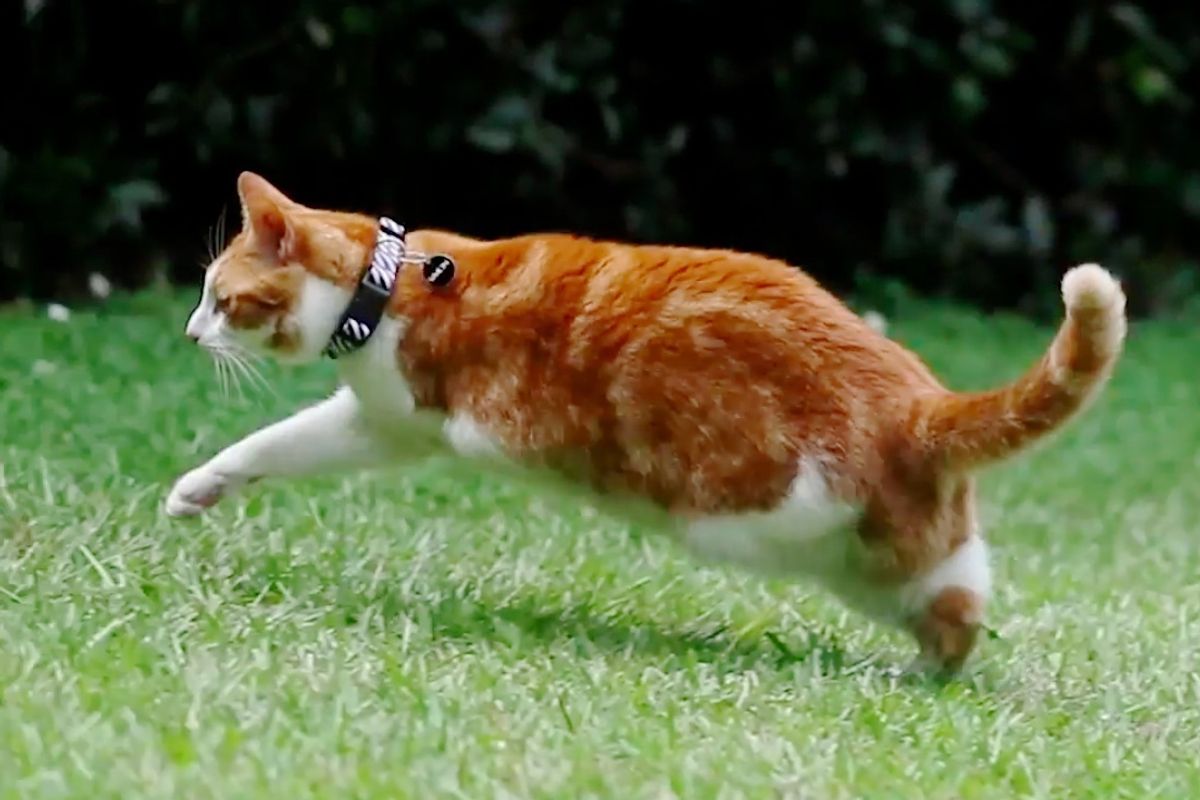Cat Who Lost Two Left Legs Will Amaze You With What He Can Do..