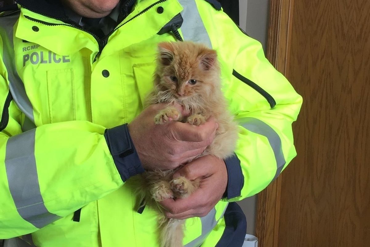 Men Find Half Frozen Kitten Meowing for Help on Highway and Rush to the Rescue...