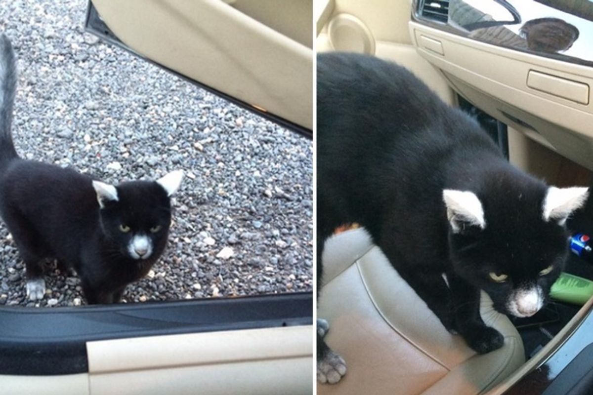 Man Gets Surprise Greeting From Friendly Cat with Unique Vitiligo Markings...