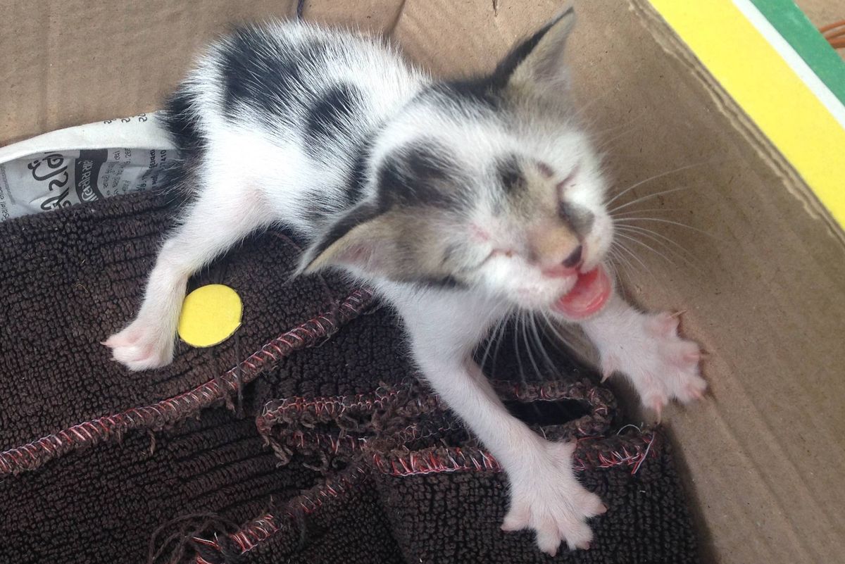 Abandoned Kitten Meows Nonstop for His Mom Until Woman Comes to the Rescue...