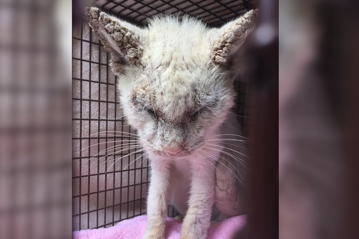 Cat Gets Help to See Again and Surprises Rescuers with His Gorgeous Eyes