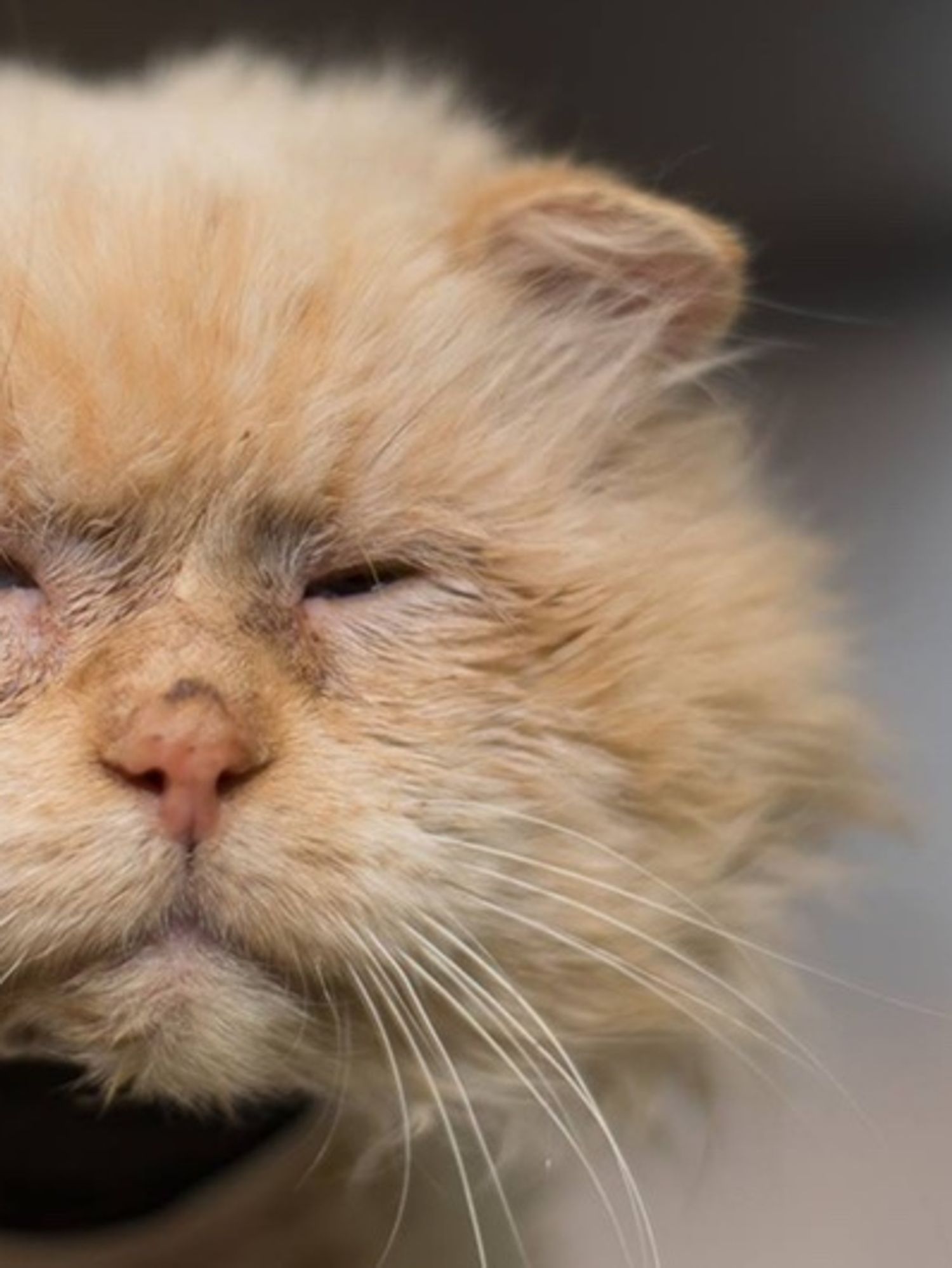 They Refuse to Give up On Sad Shelter Cat Who Was Found Wounded, a ...